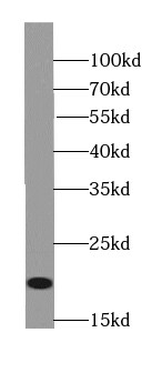 MOG1 Antibody - BSA Free
