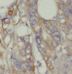MOG1 Antibody - BSA Free