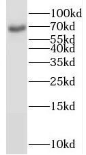 RANBP10 Antibody - BSA Free