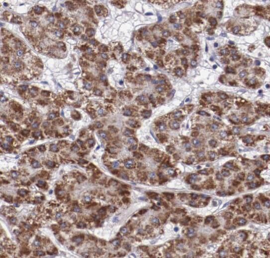RANBP10 Antibody - BSA Free