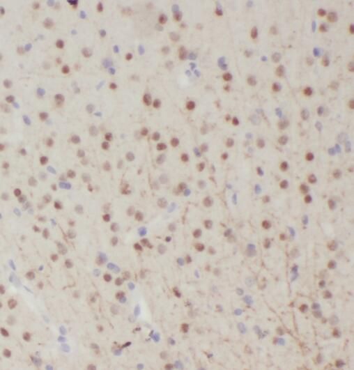 RALYL Antibody - BSA Free