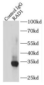 Rad1 Antibody - BSA Free