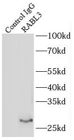 RABL3 Antibody - BSA Free