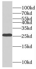 RABL2B Antibody - BSA Free