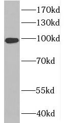 RABGAP1L Antibody - BSA Free