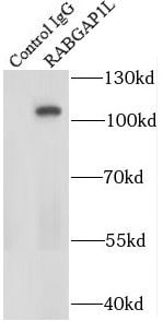 RABGAP1L Antibody - BSA Free