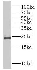 RAB9B Antibody - BSA Free