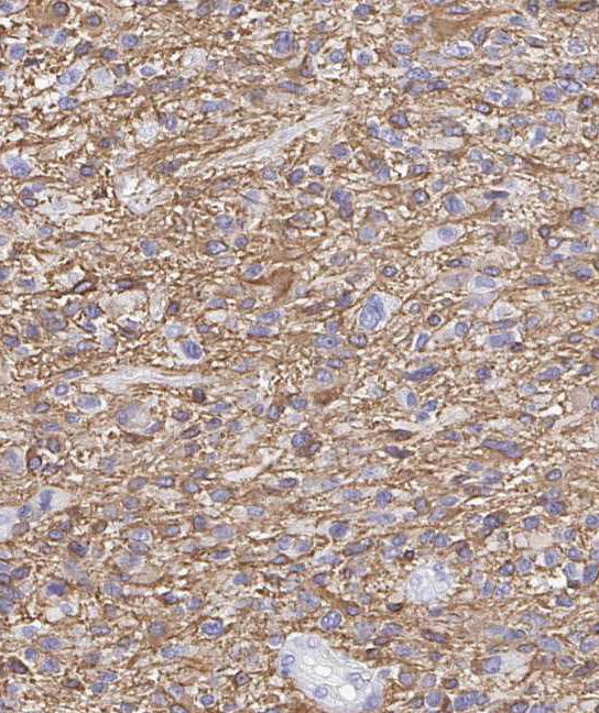 RAB40B Antibody - BSA Free
