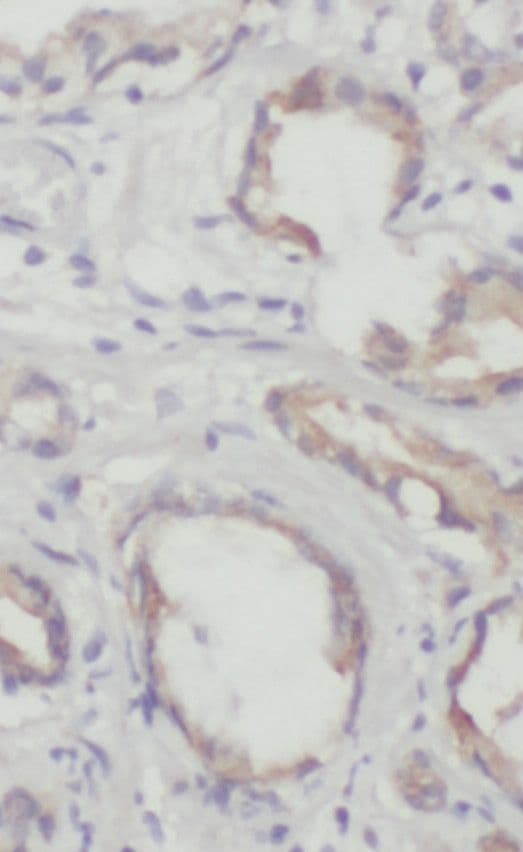 Rab3D Antibody - BSA Free