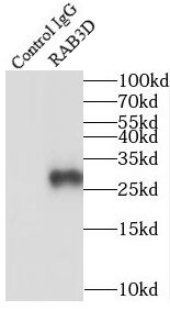 Rab3D Antibody - BSA Free