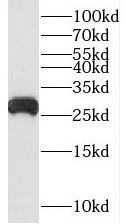 Rab3D Antibody - BSA Free