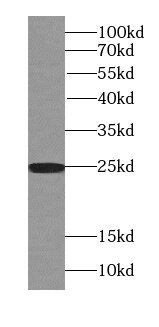 Rab3A Antibody - BSA Free