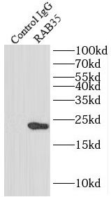 RAB35 Antibody - BSA Free