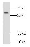 RAB32 Antibody - BSA Free