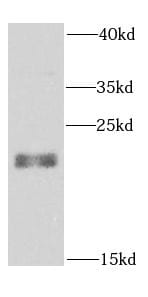 Rab24 Antibody - BSA Free