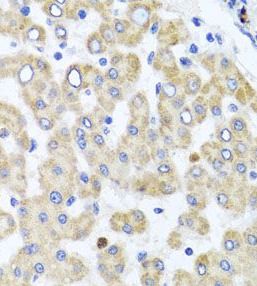 Rab24 Antibody - BSA Free