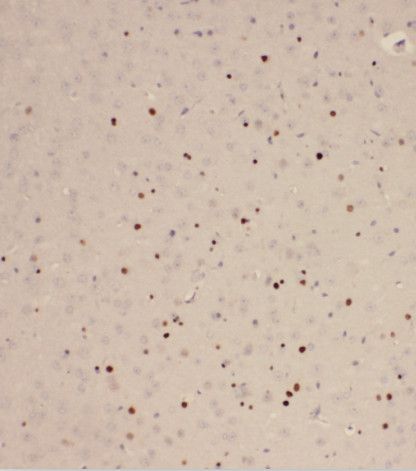 Rab2 Antibody - BSA Free