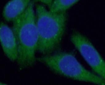 RAB12 Antibody - BSA Free