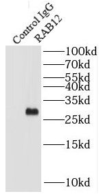RAB12 Antibody - BSA Free