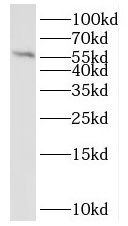 QRSL Antibody - BSA Free