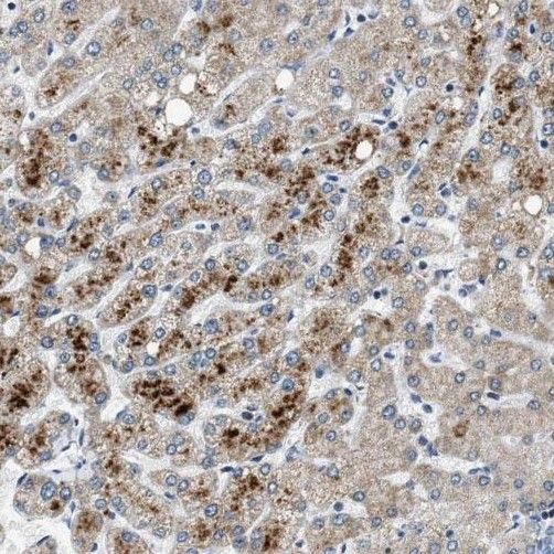 PXMP2 Antibody - BSA Free