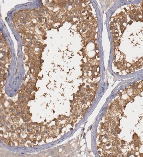 PTTG1IP Antibody - BSA Free