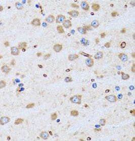 PTRH2 Antibody - BSA Free