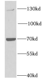 PTP alpha/PTPRA Antibody - BSA Free