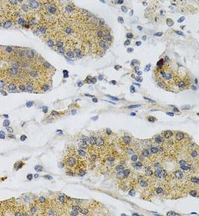 PTP alpha/PTPRA Antibody - BSA Free