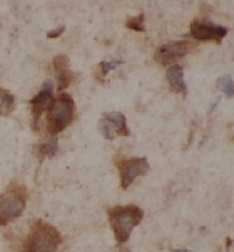 BDP1 Antibody - BSA Free