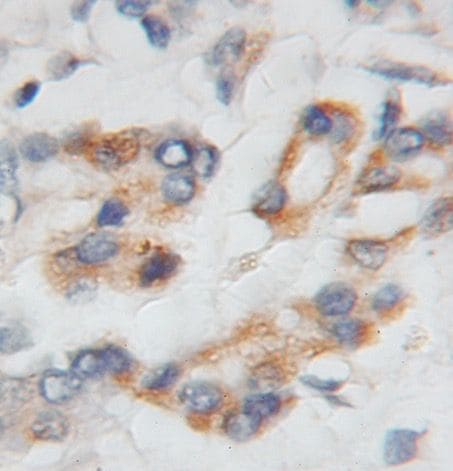 PTP4A1 Antibody - BSA Free