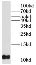 PTMS Antibody - BSA Free