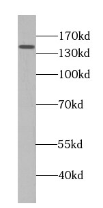 PSME4 Antibody - BSA Free