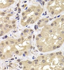 PSMD12 Antibody - BSA Free