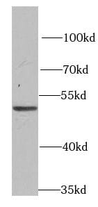 PSMD12 Antibody - BSA Free