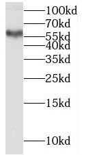 PSAPL1 Antibody - BSA Free