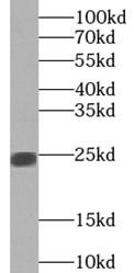 PRR4 Antibody - BSA Free