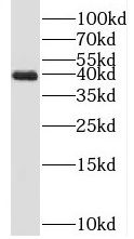 PAP39 Antibody - BSA Free