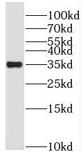 PRPS1 Antibody - BSA Free