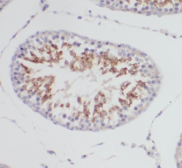 PRPS1 Antibody - BSA Free