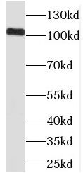PRPF40B Antibody - BSA Free