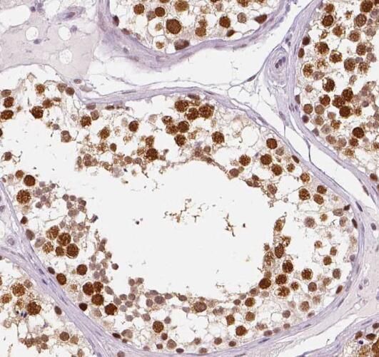 PRPF39 Antibody - BSA Free