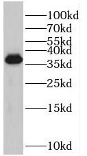 PRPF38A Antibody - BSA Free
