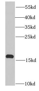 Prokineticin 2 Antibody - BSA Free