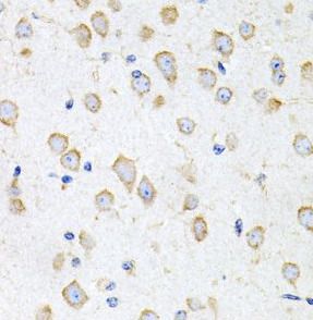 Prokineticin 2 Antibody - BSA Free