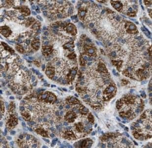 Gastrin-releasing Peptide/Bombesin/Neuromedin C Antibody - BSA Free