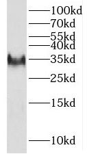 Doppel Antibody - BSA Free