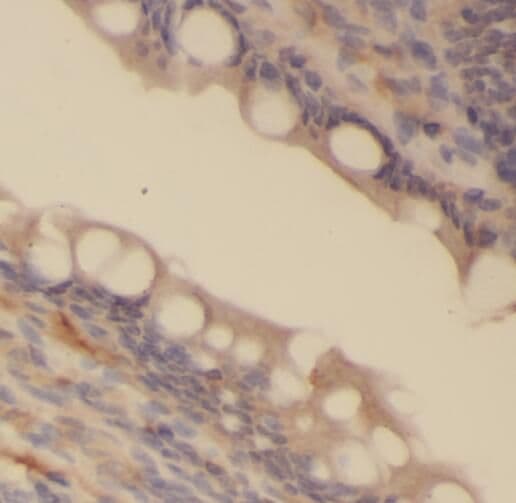 cGK2/PRKG2 Antibody - BSA Free