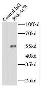 PKA C beta Antibody - BSA Free