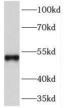 DNA Primase small subunit Antibody - BSA Free